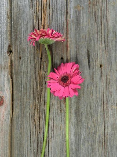  HOT PINK GERBERAS